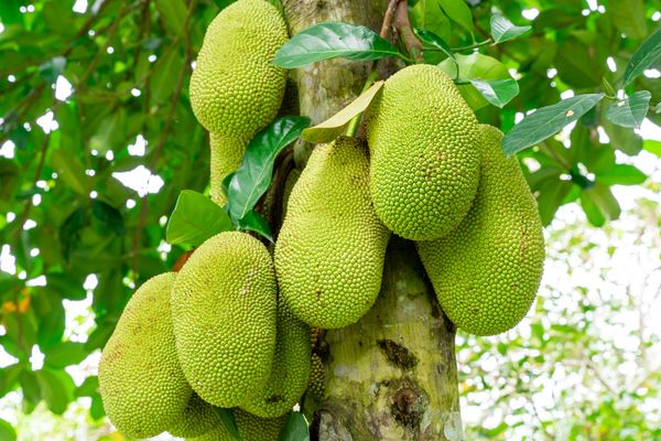 Fresh exotic tropical fruits
