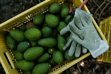 Avocados harvest crate