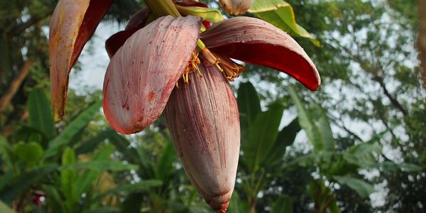 Banana Flower