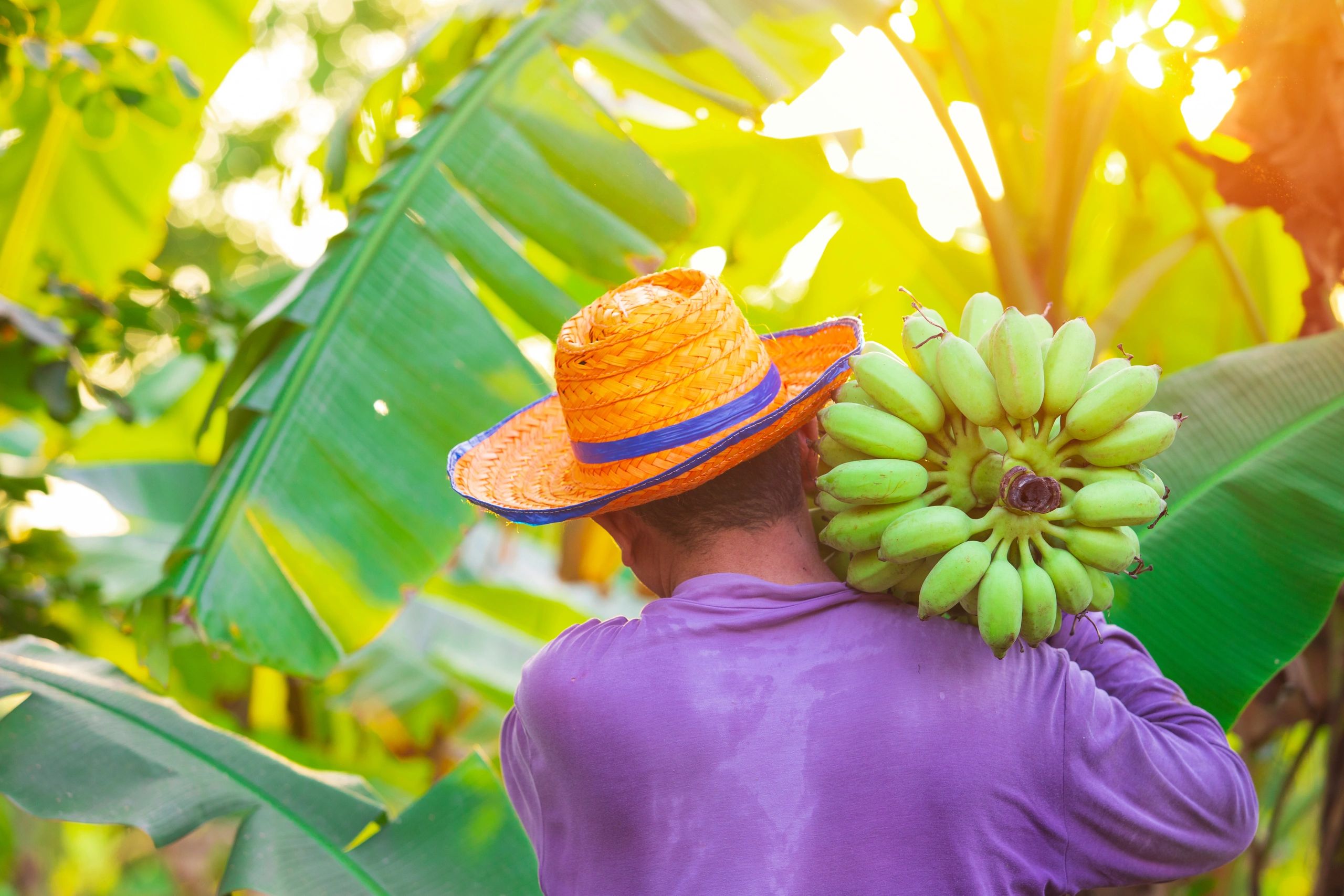Thai banana bunch yellow